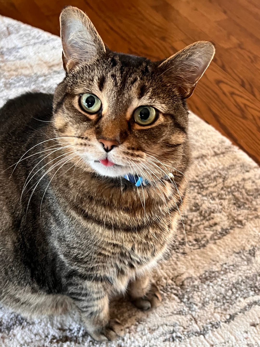 Customer photo review of Cat Cold, Sneezing & Respiratory Support Remedy