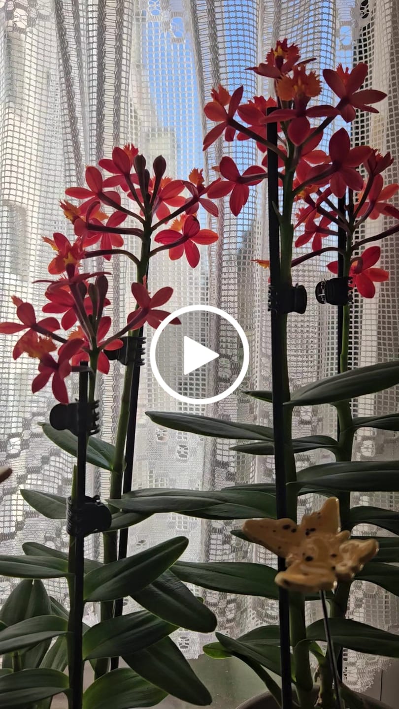 Customer video review of Epidendrum Nordic Fire Dauerblüher mit orange-roten Blüten und 2+ Rispen