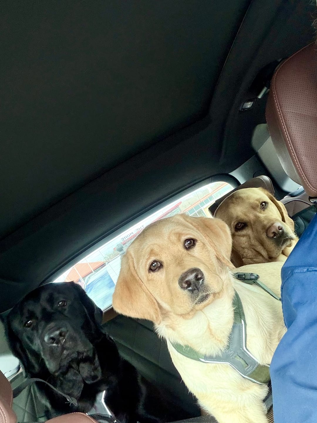 Customer photo review of 4Knines Hard Bottom Extender Car Seat Cover for Dogs - Regular