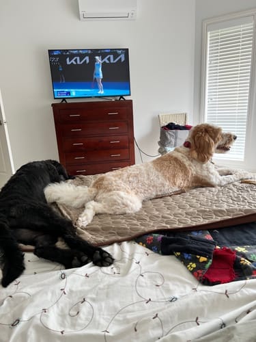 Customer photo review of Protect Your Dog From Overheating And Dangerous Heat Stress With IcyNap