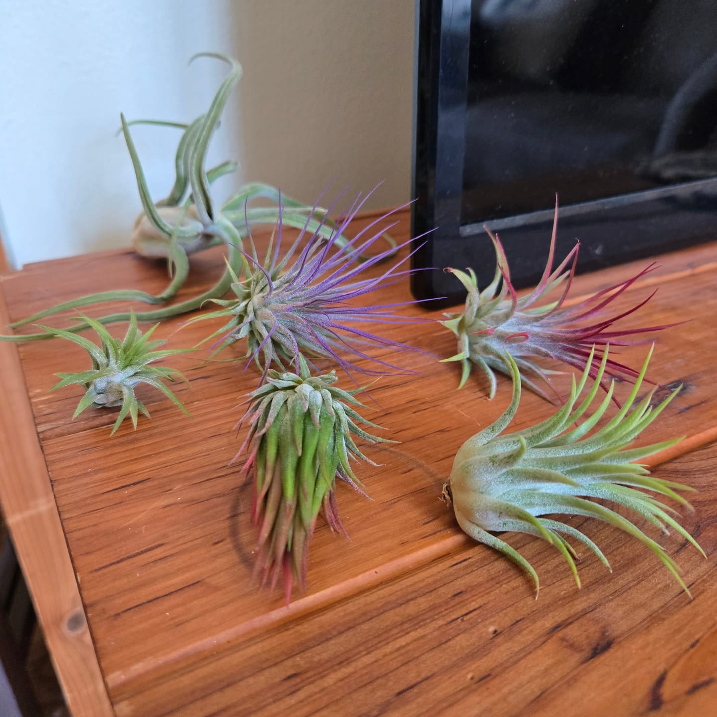 Customer photo review of Ionantha Lavender