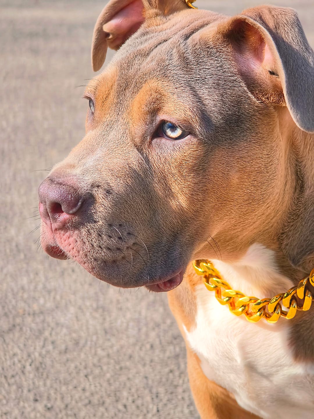 Customer photo review of Cuban Link Gold Dog Leash