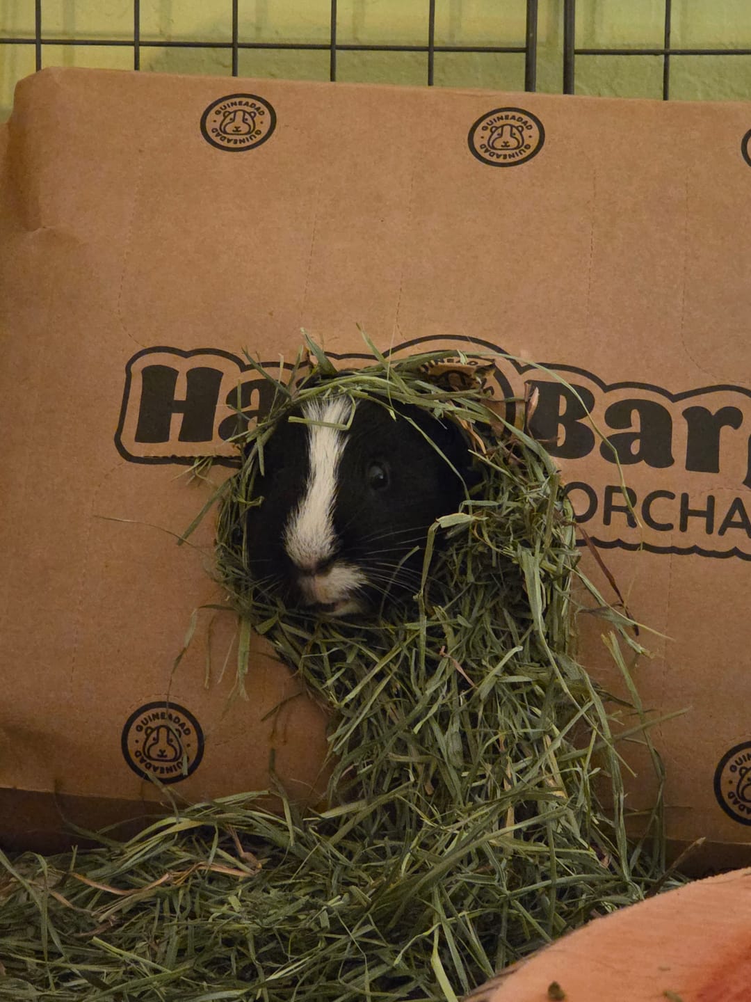 Customer photo review of GuineaDad Orchard Hay Bar for Guinea Pigs (5 Pack)