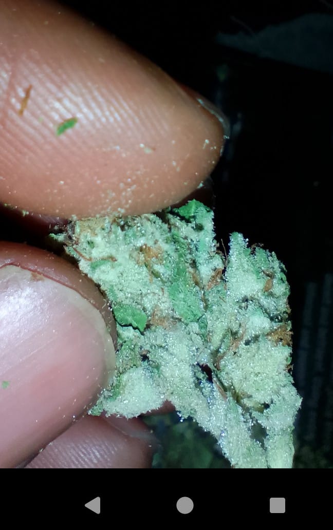Customer photo review of Candy Fumes Light Assist THCA