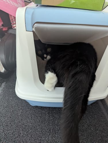 Customer photo review of 1 Month Supply – 1 Cat