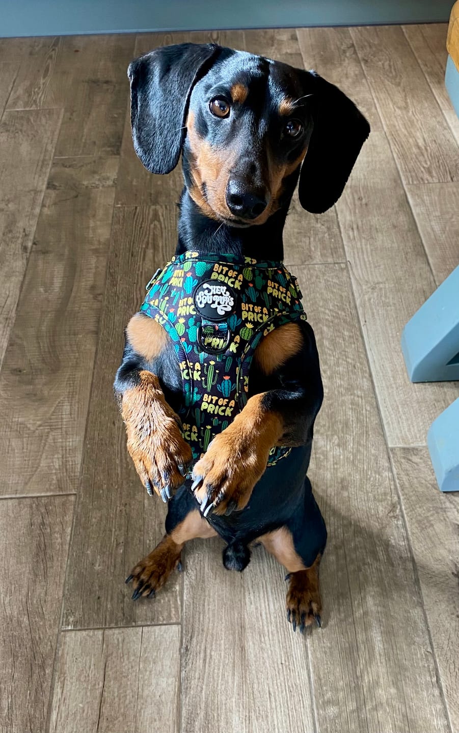 Customer photo review of Bit of a pr**k harness