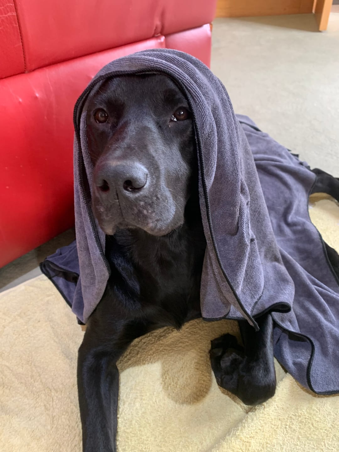 Customer photo review of Luxury Dog Towel