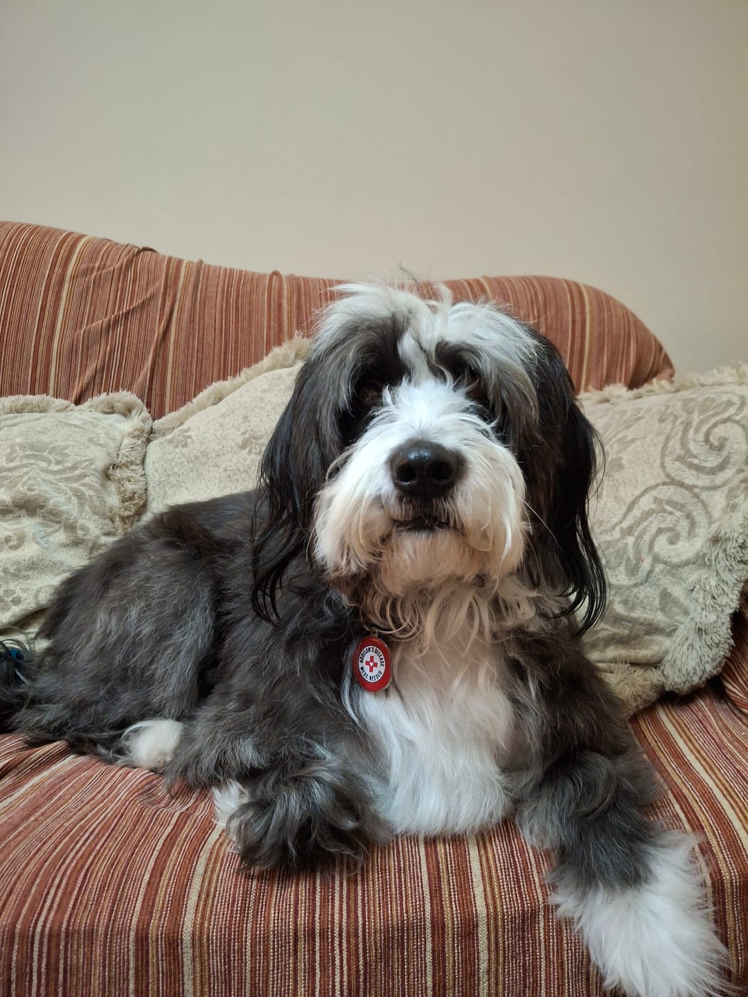 Customer photo review of Addison's Disease Dog Tag