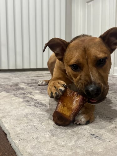 Customer's brown dog lying on a rug while happily chewing a Smoked Beef Marrow Bone.