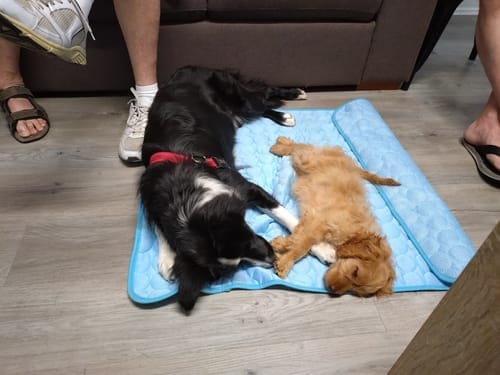 Customer photo review of Protect Your Dog From Overheating And Dangerous Heat Stress With IcyNap