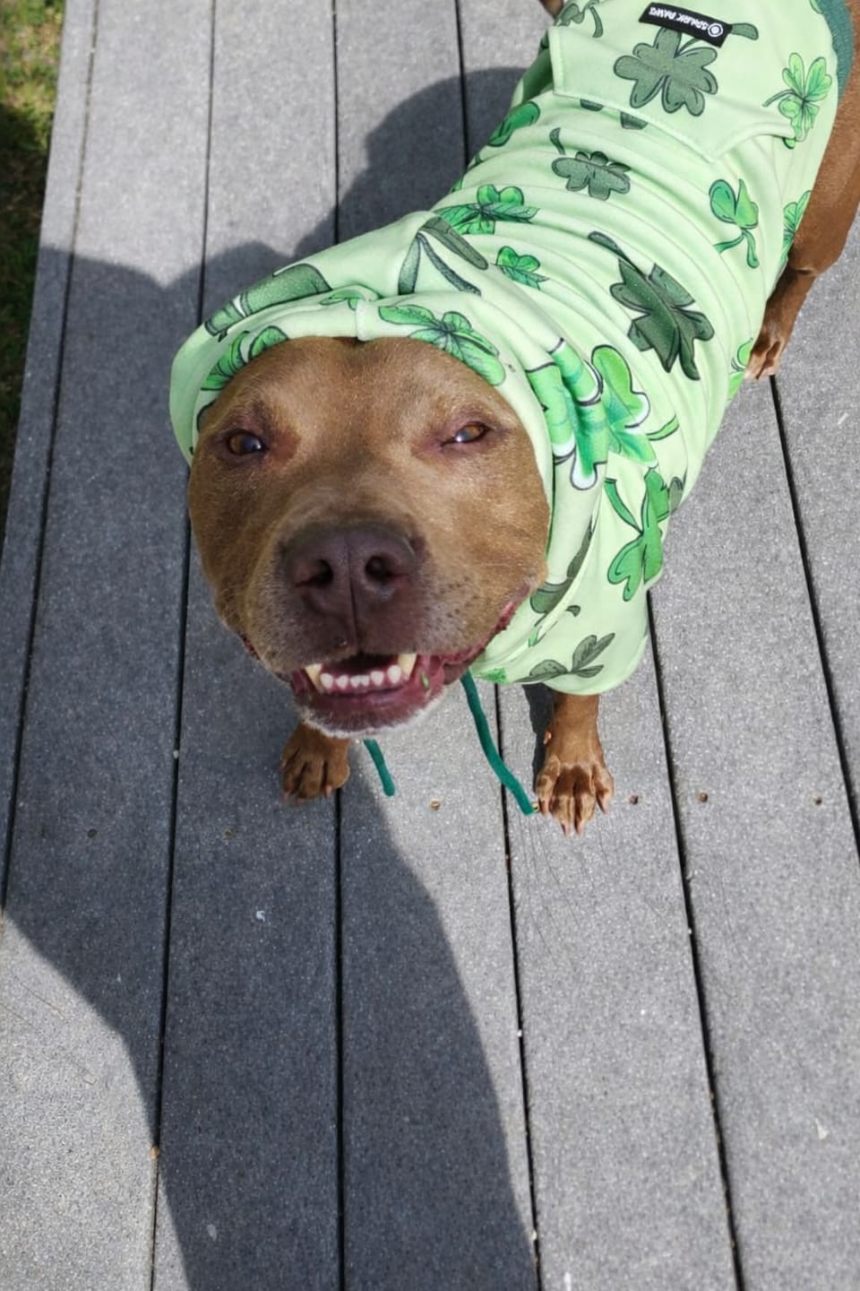 Customer photo review of St. Paddy's Dog Hoodies (Limited Edition)