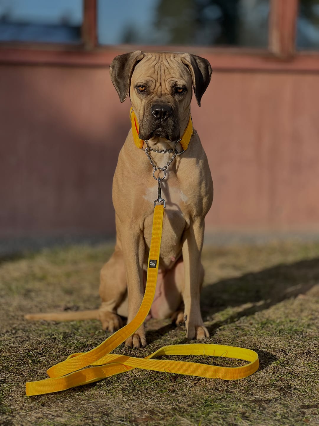 Customer photo review of Martingale Chain Set Yellow – Halvstryp halsband & koppel