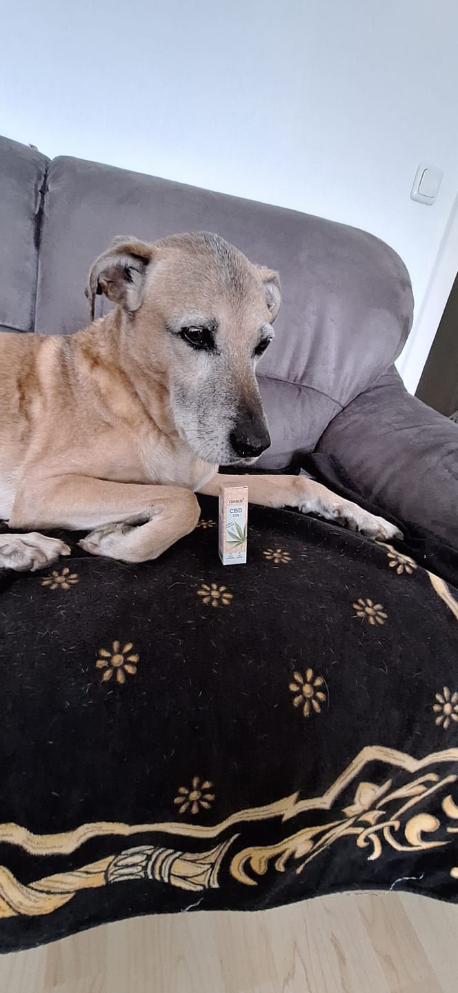 Customer photo review of 10% CBD Tropfen für Hunde