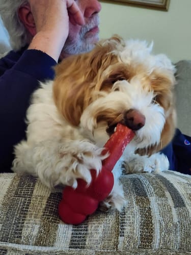 Customer's fluffy dog on a couch enjoying a Long-Lasting Yak Chew from a red toy.