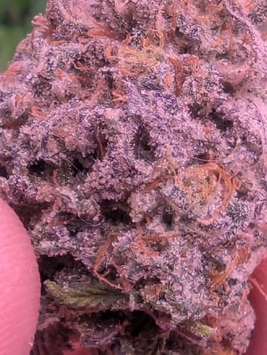 Customer photo review of FGI UVA LED Grow Light Bundle. 44”, rugged. Premium quality. W/ 8’ power cord.