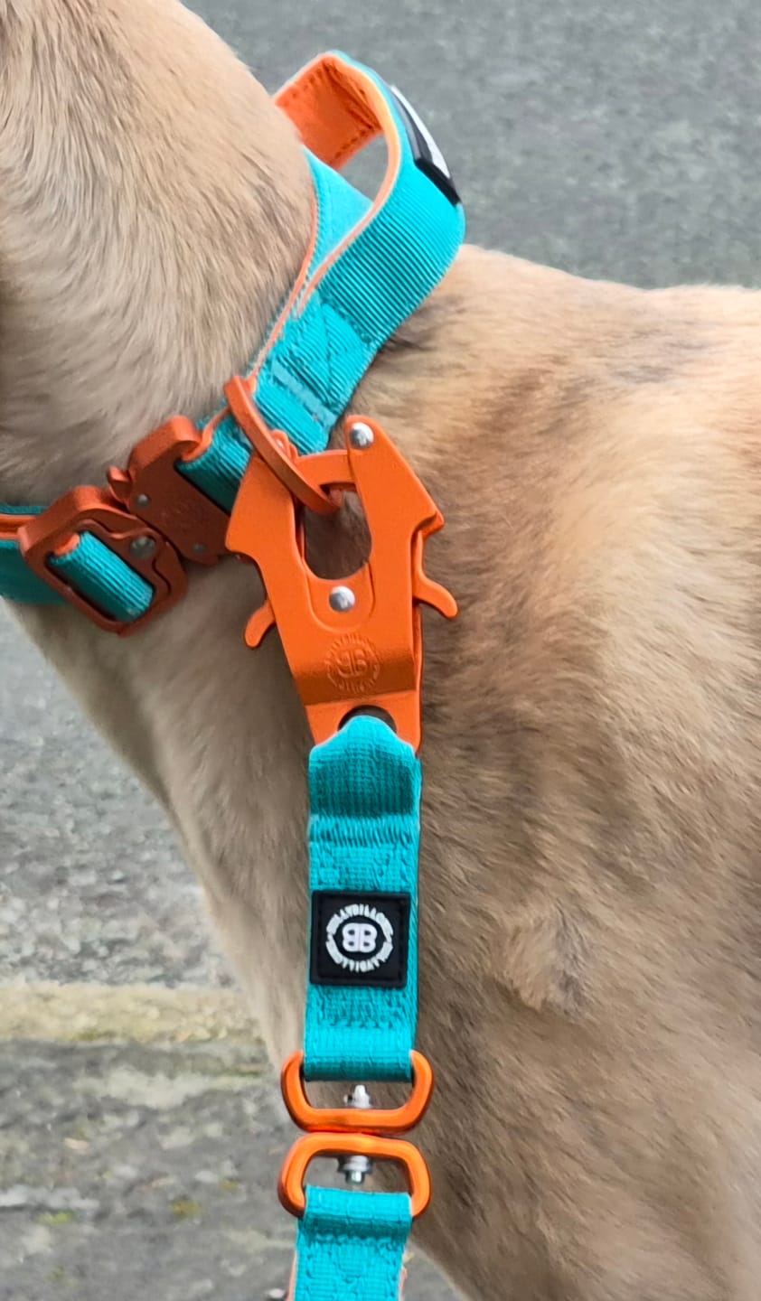 Customer photo review of 1.4m Lighter Swivel Combat Lead | Anti-Tangle & Secure Clip - Turquoise x Orange