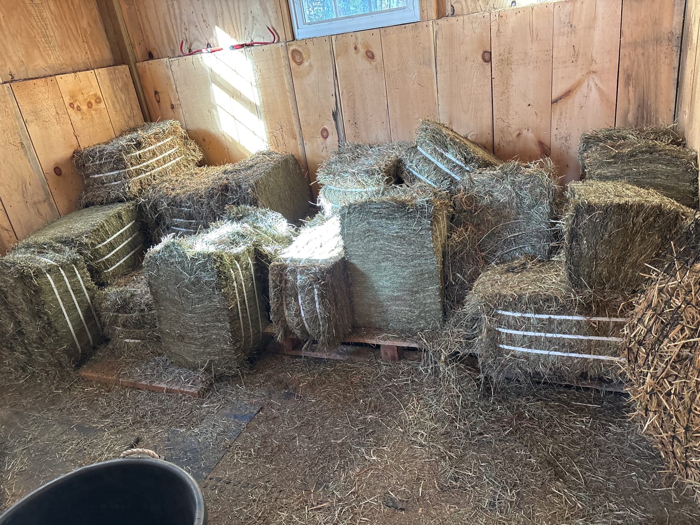 Customer photo review of Timothy Orchard Grass Hay (Click here for Qty Discount) Grass Hay (Buy More - Save More)(Includes delivery too!)