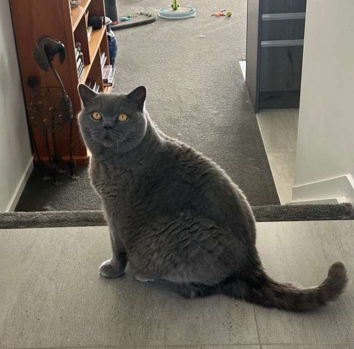 Customer photo review of VetPlus Cystaid for Cats - 30 Pack