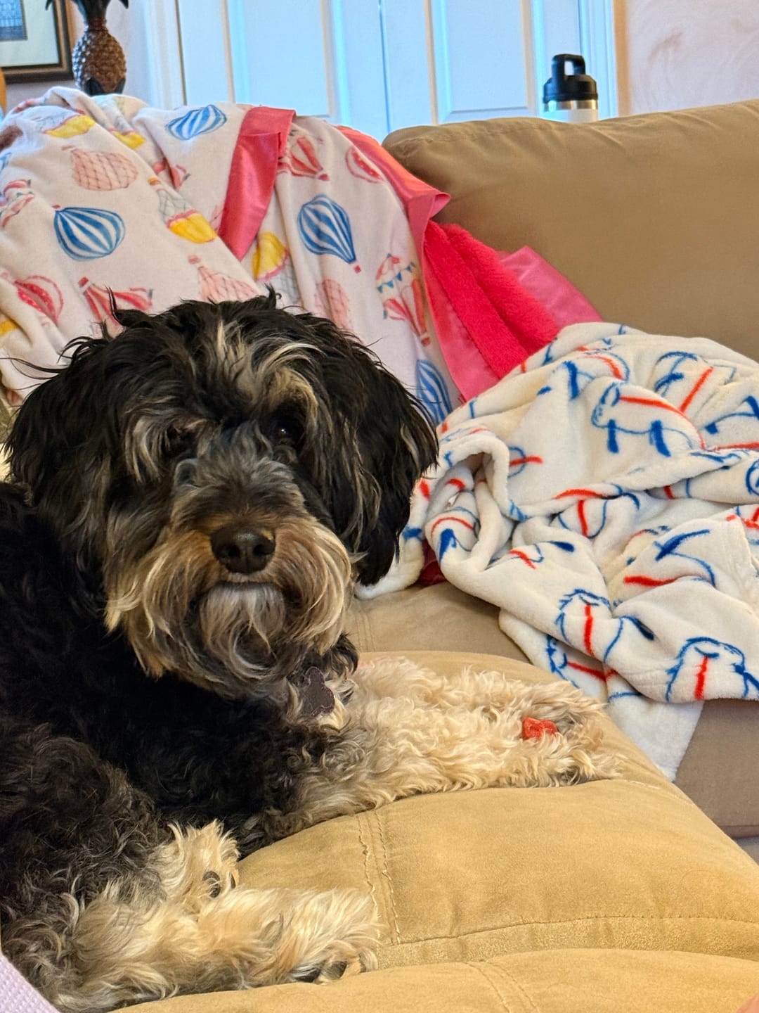Customer photo review of Banana Yak Chews