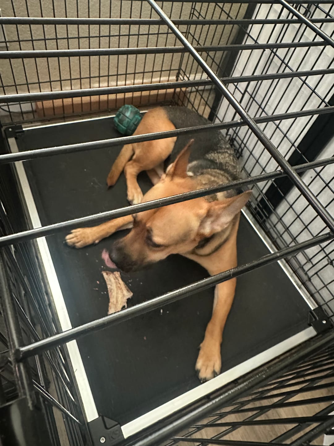 Customer photo review of Large Ostrich Cane (11.5" x 5"): The Ultimate Long-Lasting Chew for Medium, Large & XL Dogs