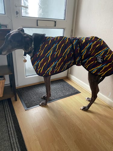 Customer photo review of Savanna - Sighthound Raincoat with Harness Hole