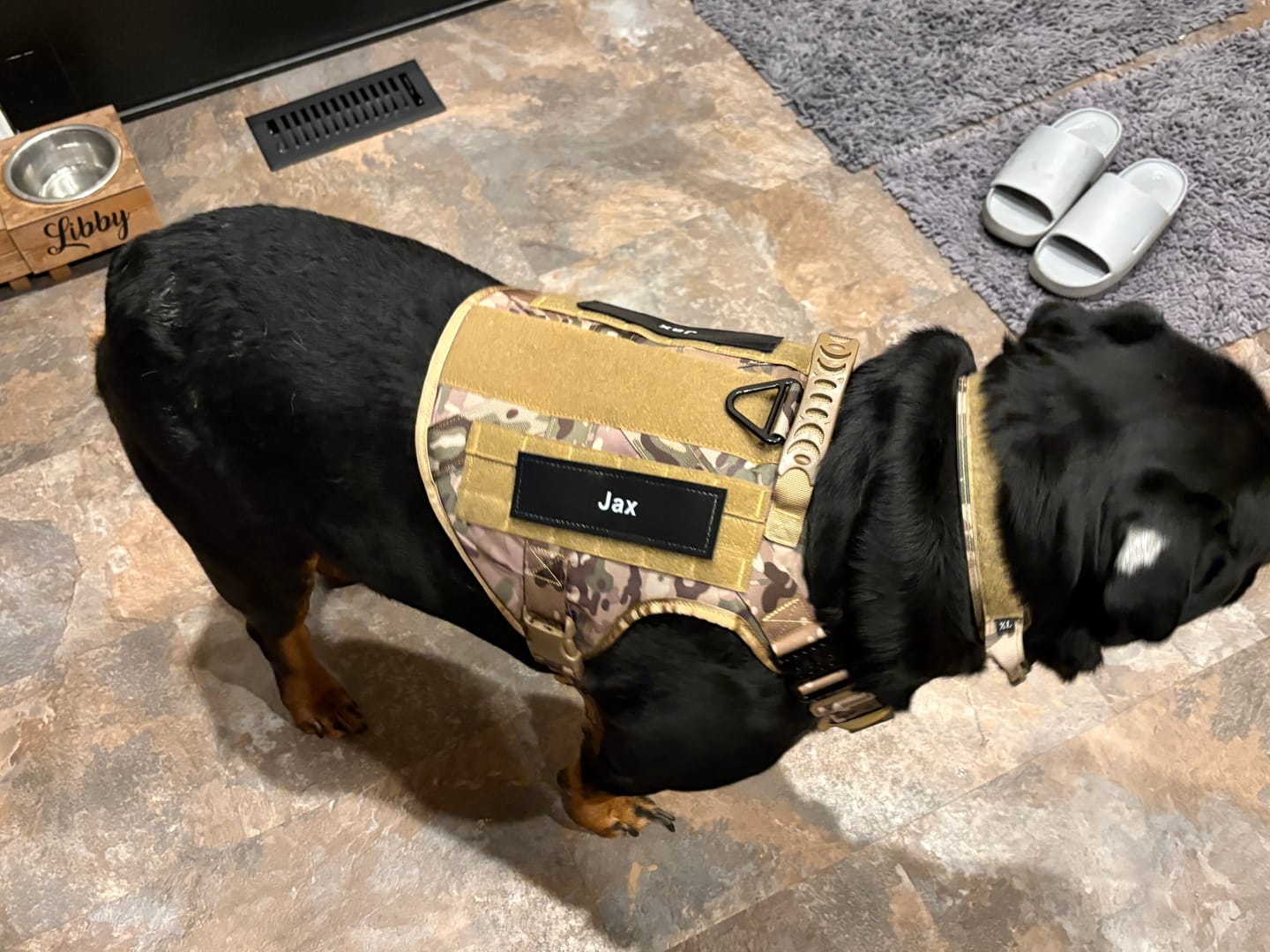 Customer photo review of Classic Heavy-Duty Tactical No-Pull Team K9™ Dog Harness With Front & Back D-Rings, Quick-Release Metal-Buckles, Hook & Loop Panels, & Top Handle