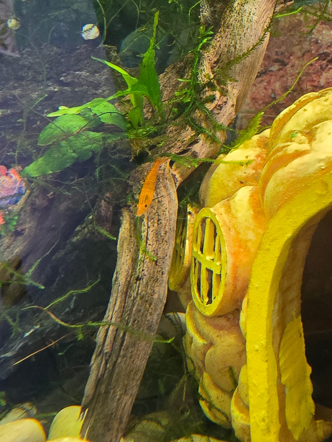 Customer photo review of Orange Sunkist Shrimp