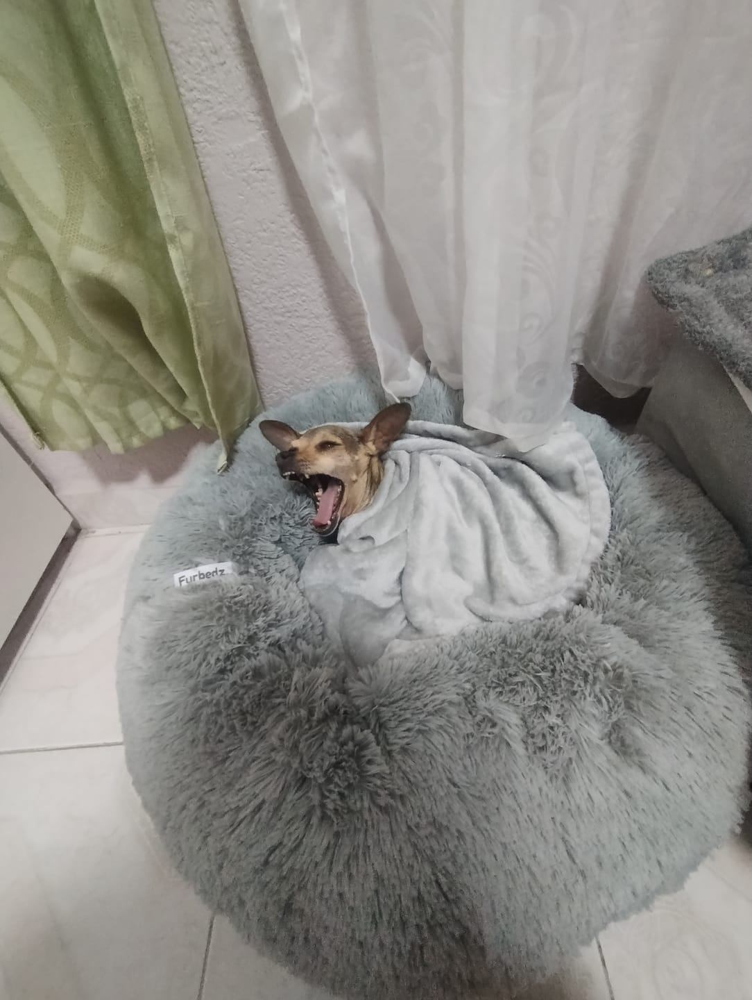 Customer photo review of Manta Relajante para Mascotas