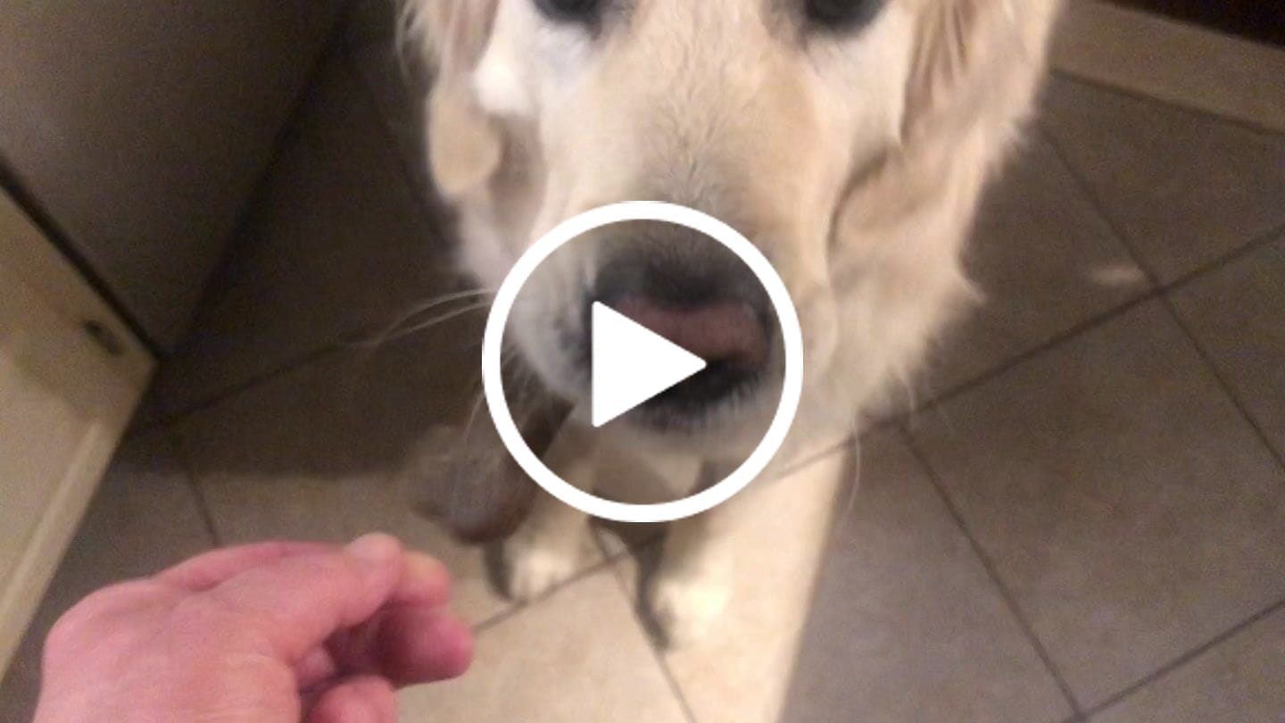 Customer video review of Earthbones Dental Chews For Dogs