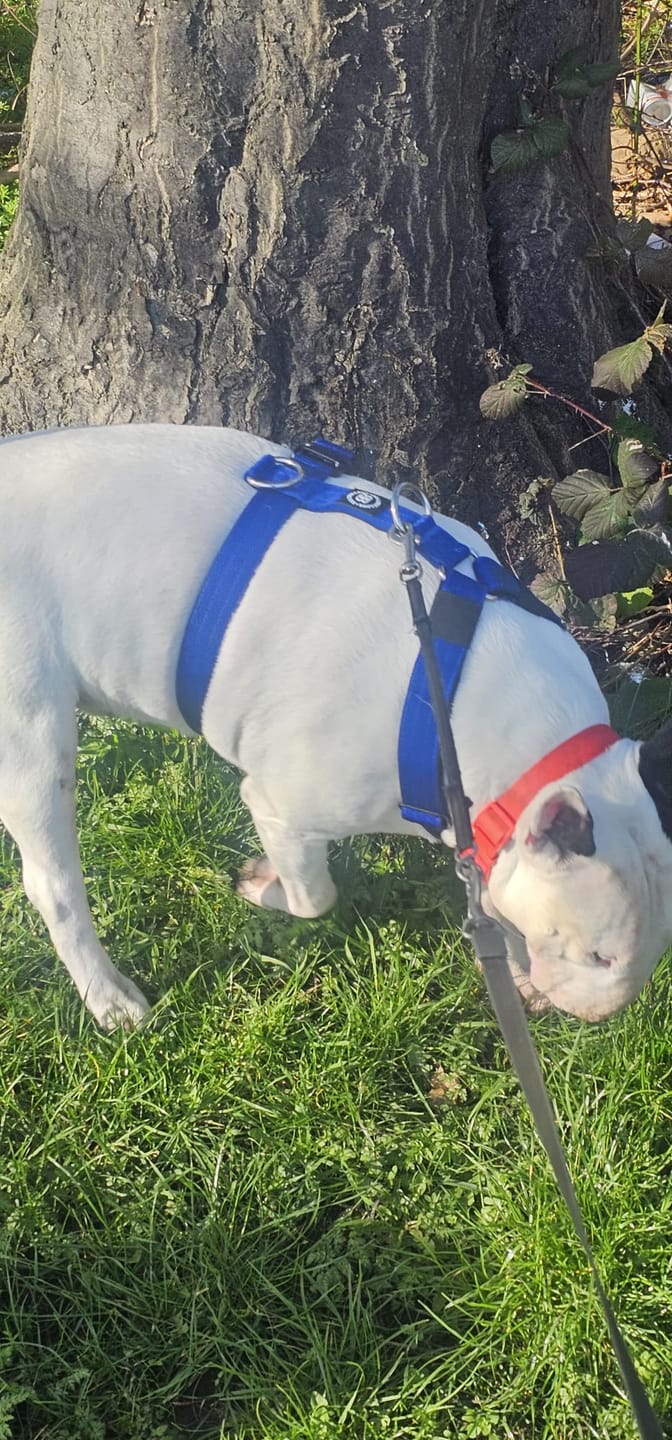 Customer photo review of Training Anti Pull TRI-Harness® | M-XL Breeds - Blue