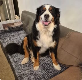 Customer photo review of LuxeLounge™ Couch Cover - Premium Protection Dogs Love