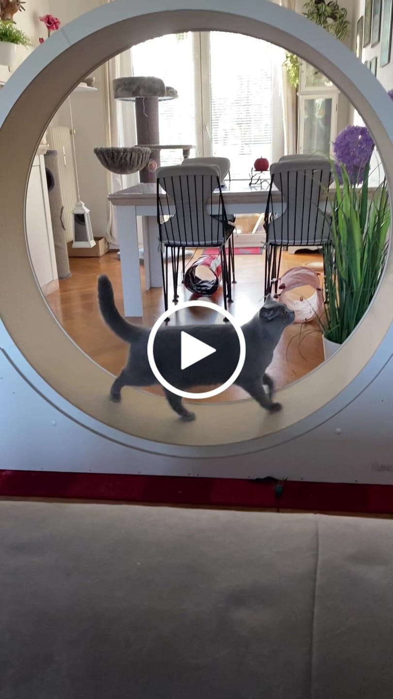 Customer video review of Elmato Katzenlaufrad Simba