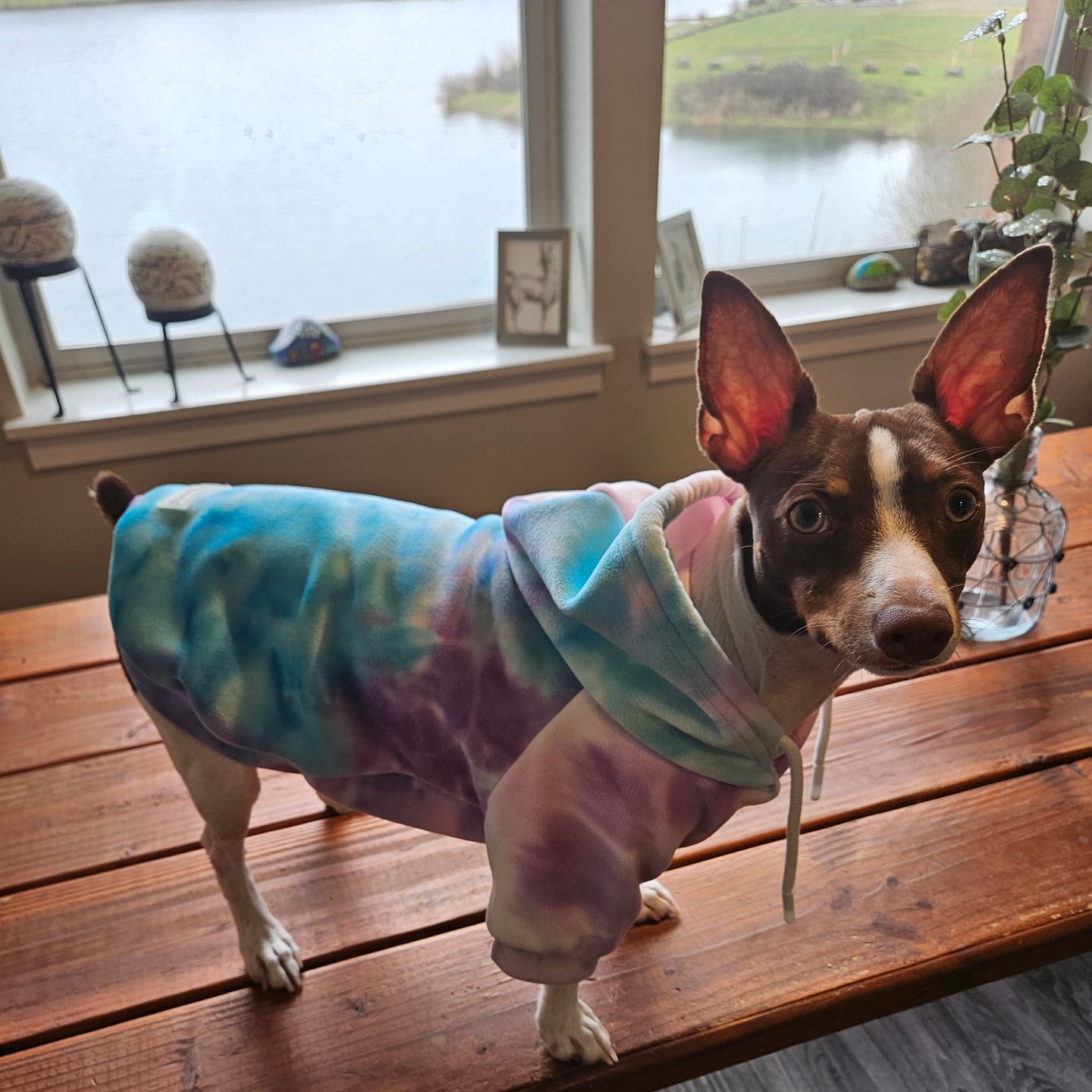 Customer photo review of Velvet Dog Hoodie - 90s Retro
