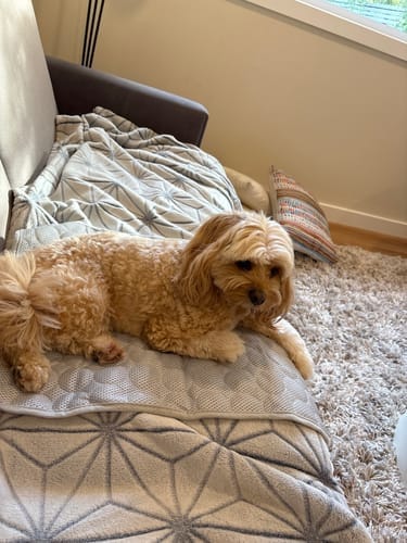 Customer photo review of Protect Your Dog From Overheating And Dangerous Heat Stress With IcyNap