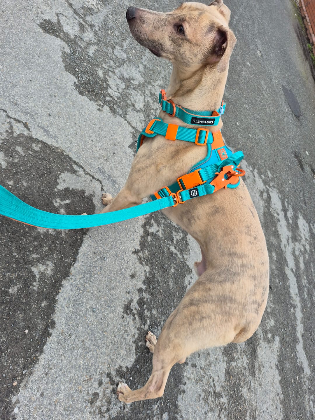Customer photo review of Anti Pull Hurricane Harness Lighter | With Handle - Turquoise X Orange