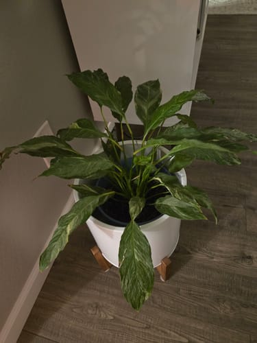 Customer's healthy, green houseplant thriving in a white pot after using the Plant Food.