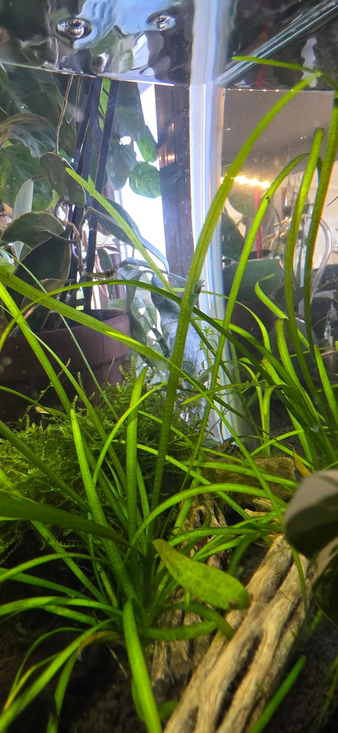 Customer photo review of Blue Velvet Shrimp