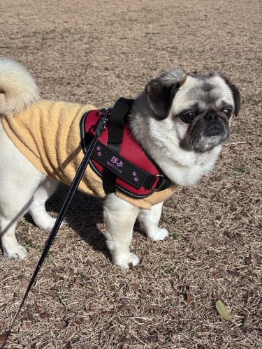 Customer photo review of FunFunPet 高機能ハーネス（お名前タグ作成サービス付き）