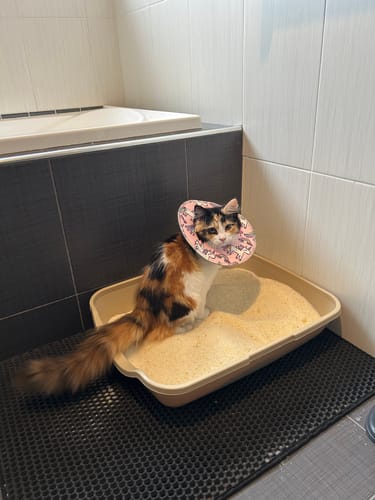 Customer photo review of One-Time Purchase