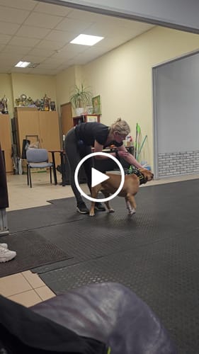 Customer video review of Slip Training Lead | Anti Pull & No Choking -  Black
