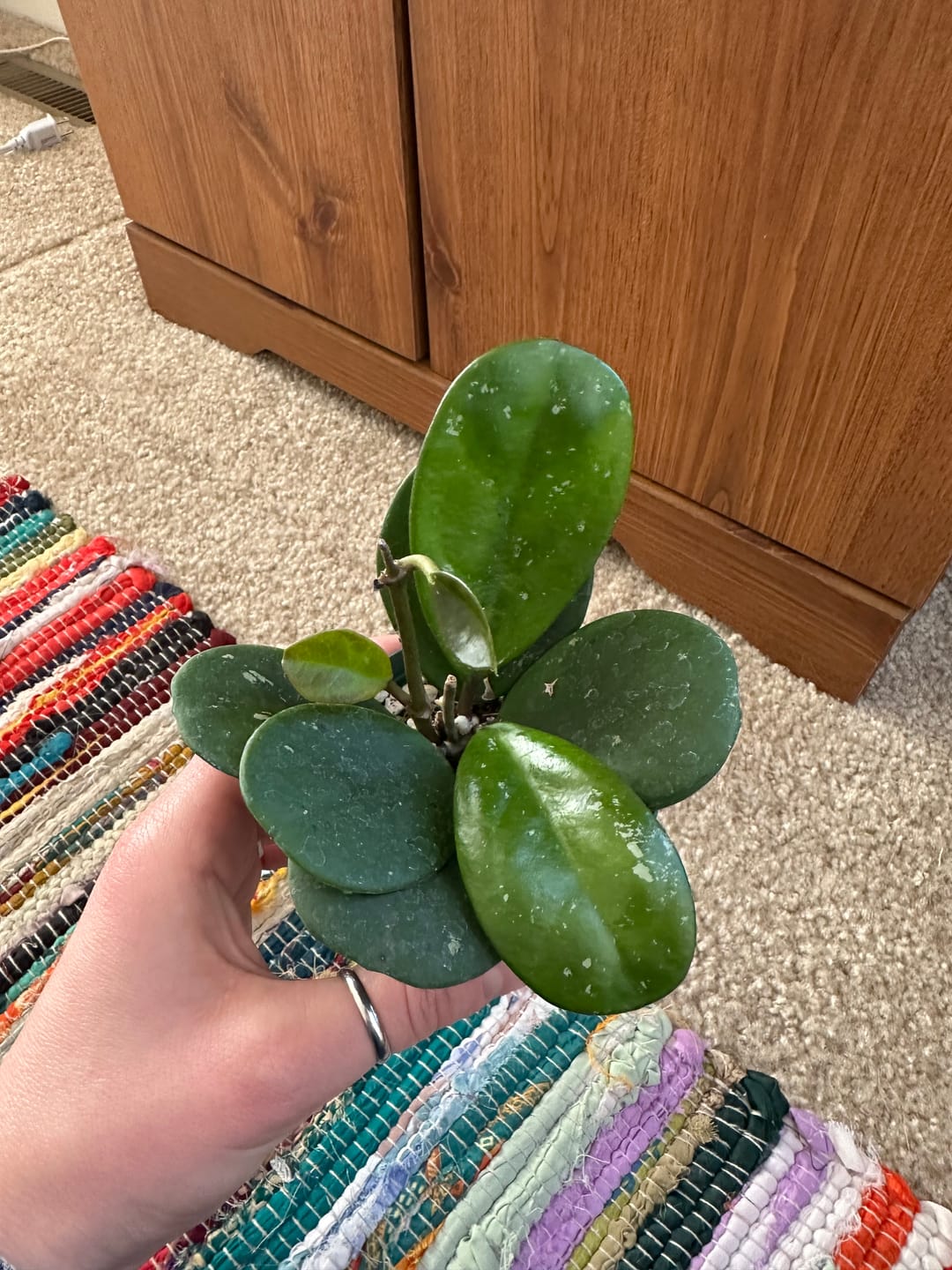 Customer photo review of Hoya obovata