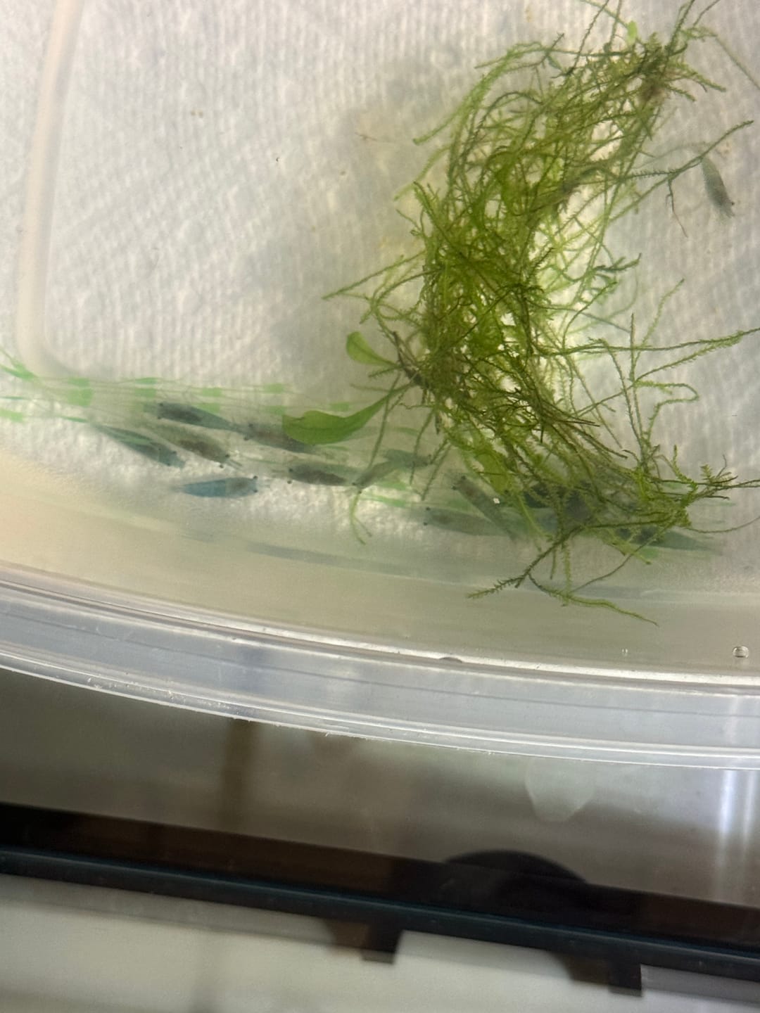 Customer photo review of Blue Velvet Shrimp