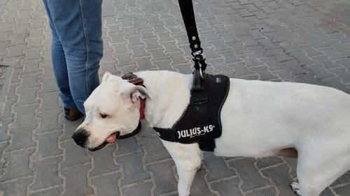 Customer photo review of Krótka smycz miejska - City Leash Czarna