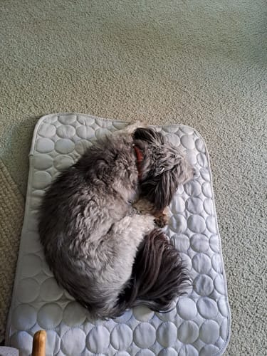 Customer photo review of Protect Your Dog From Overheating And Dangerous Heat Stress With IcyNap