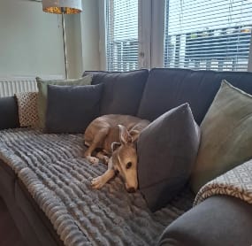 Customer photo review of LuxeLounge™ Couch Cover - Premium Protection Dogs Love