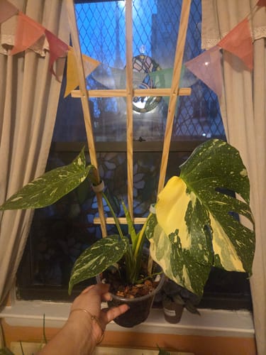 Reviewer holding a healthy variegated houseplant by a window, now pest-free after using the spray.