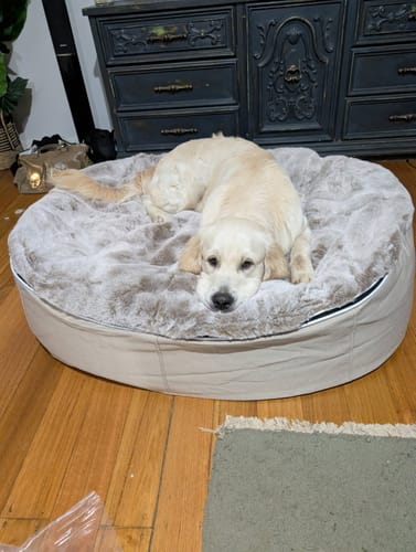 Customer photo review of Your Dream Dog Bed