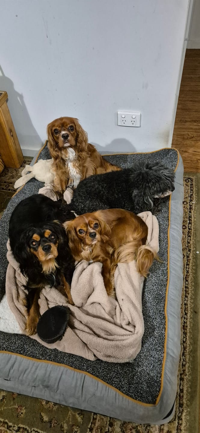 Customer photo review of Pets Gear Orthopedic Dog Bed