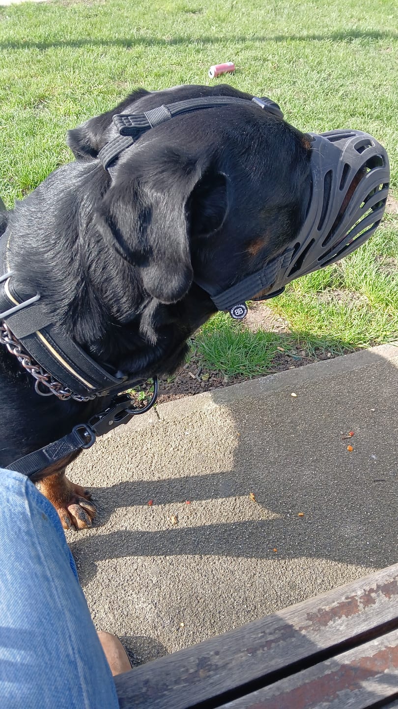 Customer photo review of Muzzle | Flexi & Legal Requirement - S-XL Breeds - Black