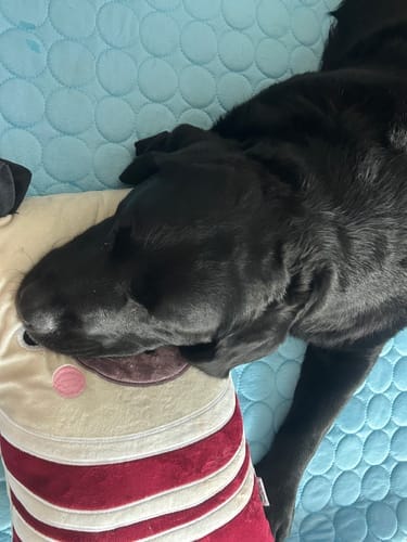 Customer photo review of Protect Your Dog From Overheating And Dangerous Heat Stress With IcyNap